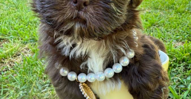 Liver chocolate Imperial Shih Tzu puppies for sale