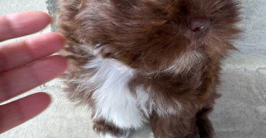 Liver chocolate Imperial Shih Tzu puppies for sale