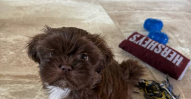 Liver chocolate Imperial Shih Tzu puppies for sale