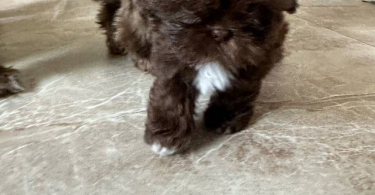Liver chocolate Imperial Shih Tzu puppies for sale