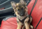 9 weeks old AKC German Shepherd puppies for sale