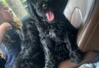 Sweet Aussiedoodle puppies for sale