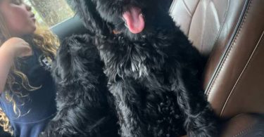 Sweet Aussiedoodle puppies for sale