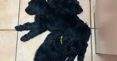 Sweet Aussiedoodle puppies for sale