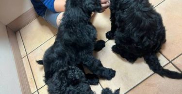 Sweet Aussiedoodle puppies for sale