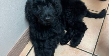 Sweet Aussiedoodle puppies for sale