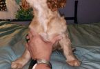 3 Cocker Spaniel puppies for sale