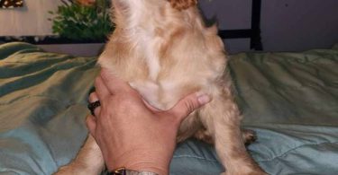 3 Cocker Spaniel puppies for sale