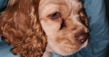 3 Cocker Spaniel puppies for sale