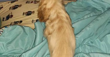 3 Cocker Spaniel puppies for sale