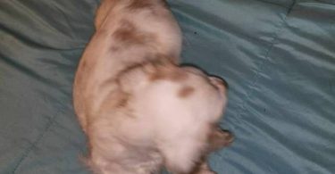 3 Cocker Spaniel puppies for sale
