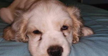 3 Cocker Spaniel puppies for sale