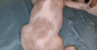 3 Cocker Spaniel puppies for sale