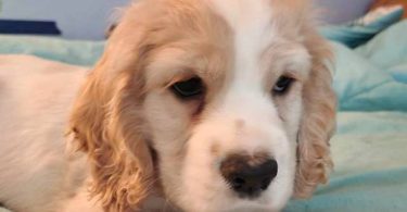 3 Cocker Spaniel puppies for sale