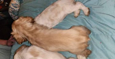 3 Cocker Spaniel puppies for sale