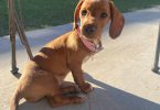 Female Dachshund puppy needs a loving home