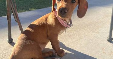 Female Dachshund puppy needs a loving home