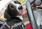 Smart Borador puppy for adoption