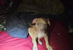 Red nose Pitbull puppy for sale