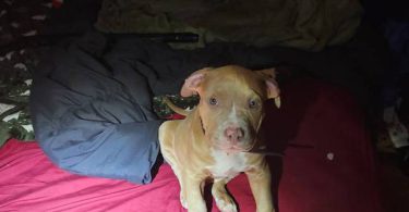 Red nose Pitbull puppy for sale