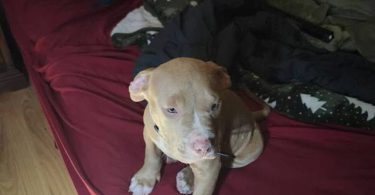 Red nose Pitbull puppy for sale