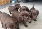 AKC chocolate Labrador retriever puppies for sale