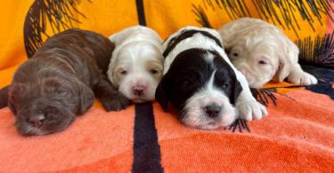 Beautiful Parti Cockapoo puppies for sale