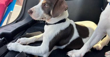 2 boy Mountain Feist puppies
