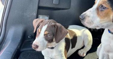 2 boy Mountain Feist puppies