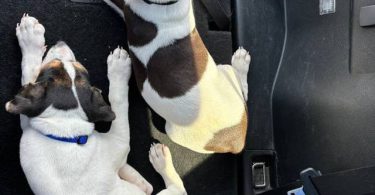 2 boy Mountain Feist puppies