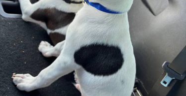 2 boy Mountain Feist puppies