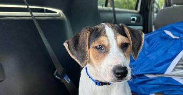 2 boy Mountain Feist puppies