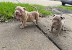 ABKC American Bully puppies for sale