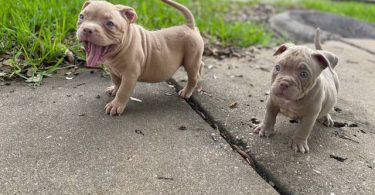 ABKC American Bully puppies for sale
