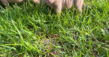 ABKC American Bully puppies for sale