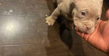 ABKC American Bully puppies for sale