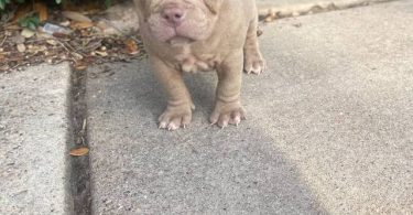 ABKC American Bully puppies for sale