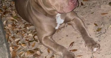 ABKC American Bully puppies for sale