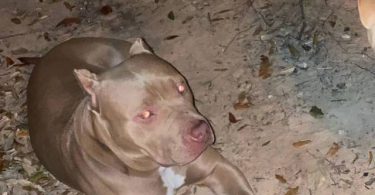 ABKC American Bully puppies for sale