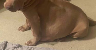 ABKC American Bully puppies for sale