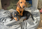 2 cute short haired dachshund puppies