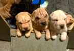 3 months old Sharpei puppies for sale