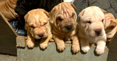 3 months old Sharpei puppies for sale
