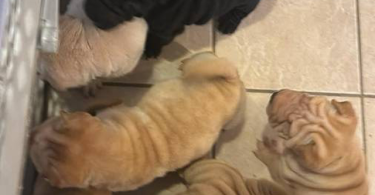3 months old Sharpei puppies for sale