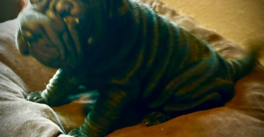 3 months old Sharpei puppies for sale