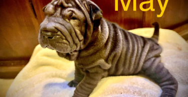 3 months old Sharpei puppies for sale