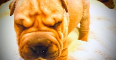 3 months old Sharpei puppies for sale