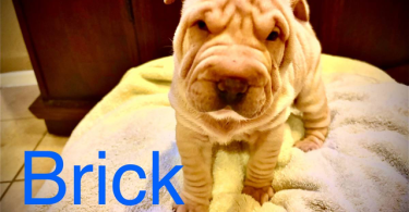 3 months old Sharpei puppies for sale
