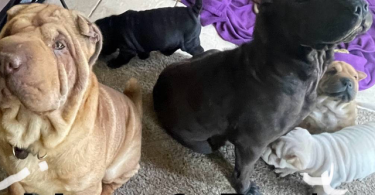 3 months old Sharpei puppies for sale