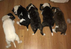 Very healthy Pitbull puppies for sale